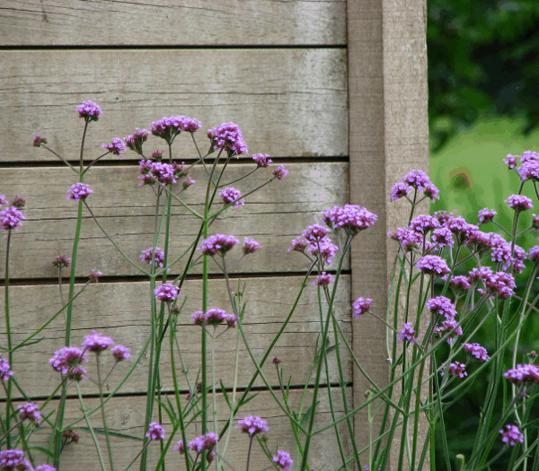 verbena-bonariensis