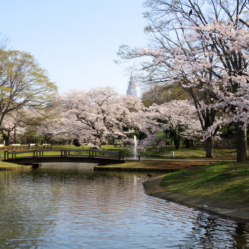 hanamiyoyogi