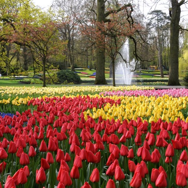 keukenhof