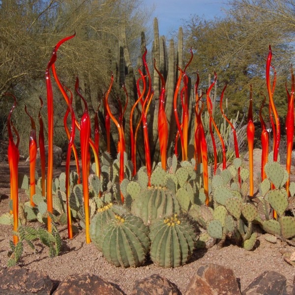 Desert-Botanical-Garden-Phoenix