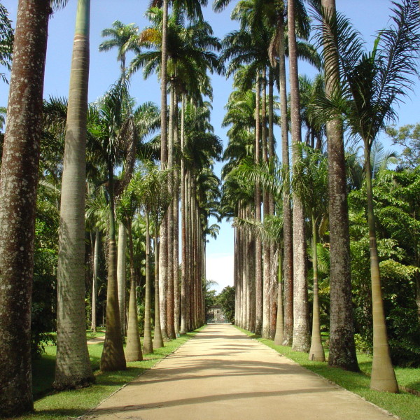Jardim-Botanico-Rio-de-Janeiro
