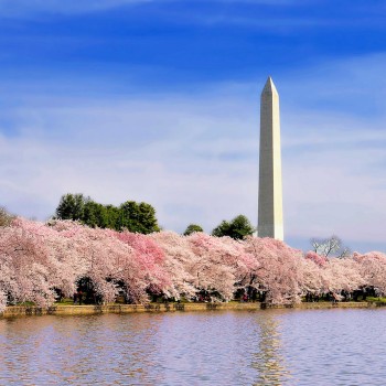 tidal basin with WM 2compsmall