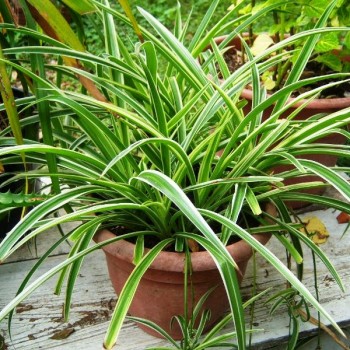 Chlorophytum