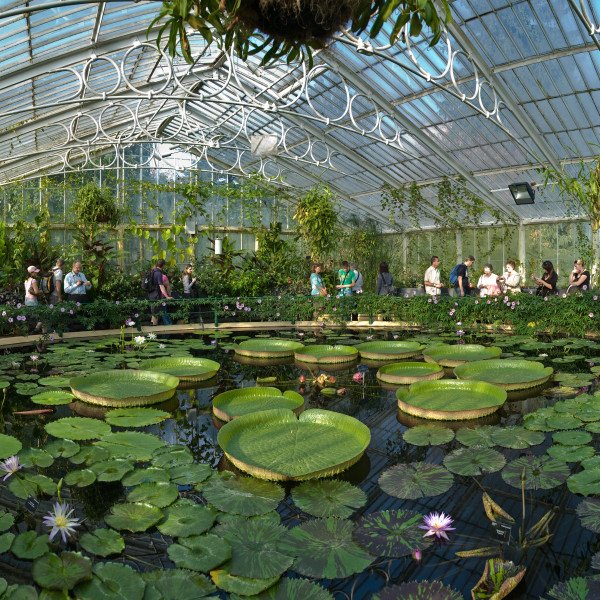 Kew_Gardens_Waterlily_House_-_Sept_2008