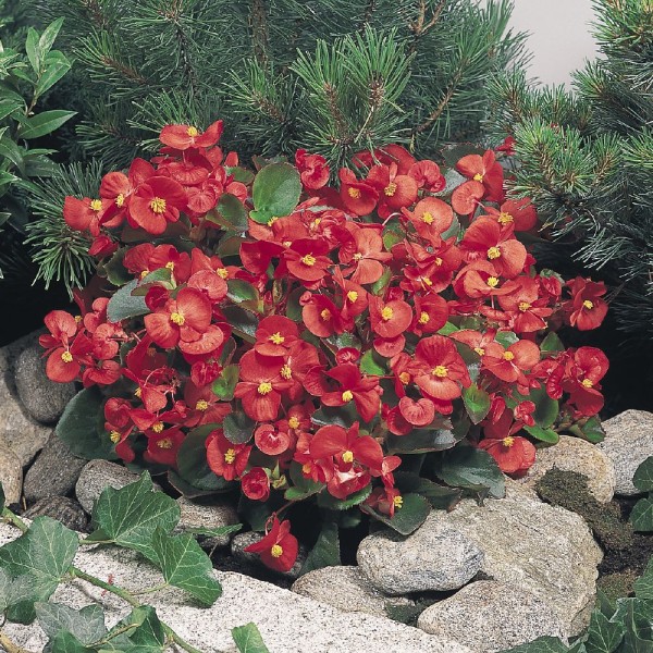 begonia-semperflorens-super-olympia-red-c2440-1