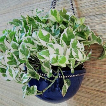 large_Pothos-in-Blue-Dome-hanging.jpg-4_edited
