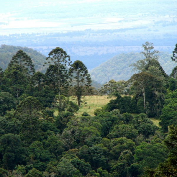 bunya-pines