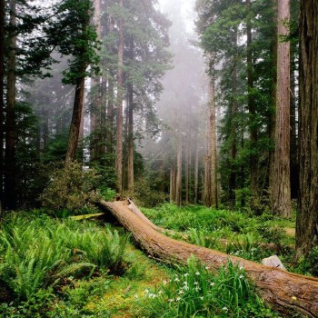 Parque Nacional de Redwood