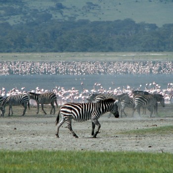 Parque Nacional do Serengeti